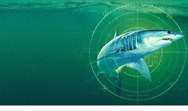 'Dünyanın En Büyük Mako Köpekbalığı', 19 Temmuz Pazar Saat 20.00'de National Geographic WILD Ekranlarında!