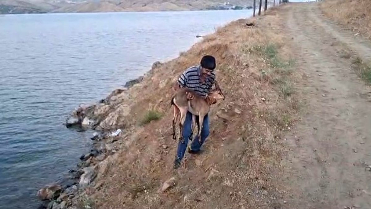Elazığ'da bir şahıs, başıboş köpeklerin saldırdığı dağ keçisini kucağında taşıdı