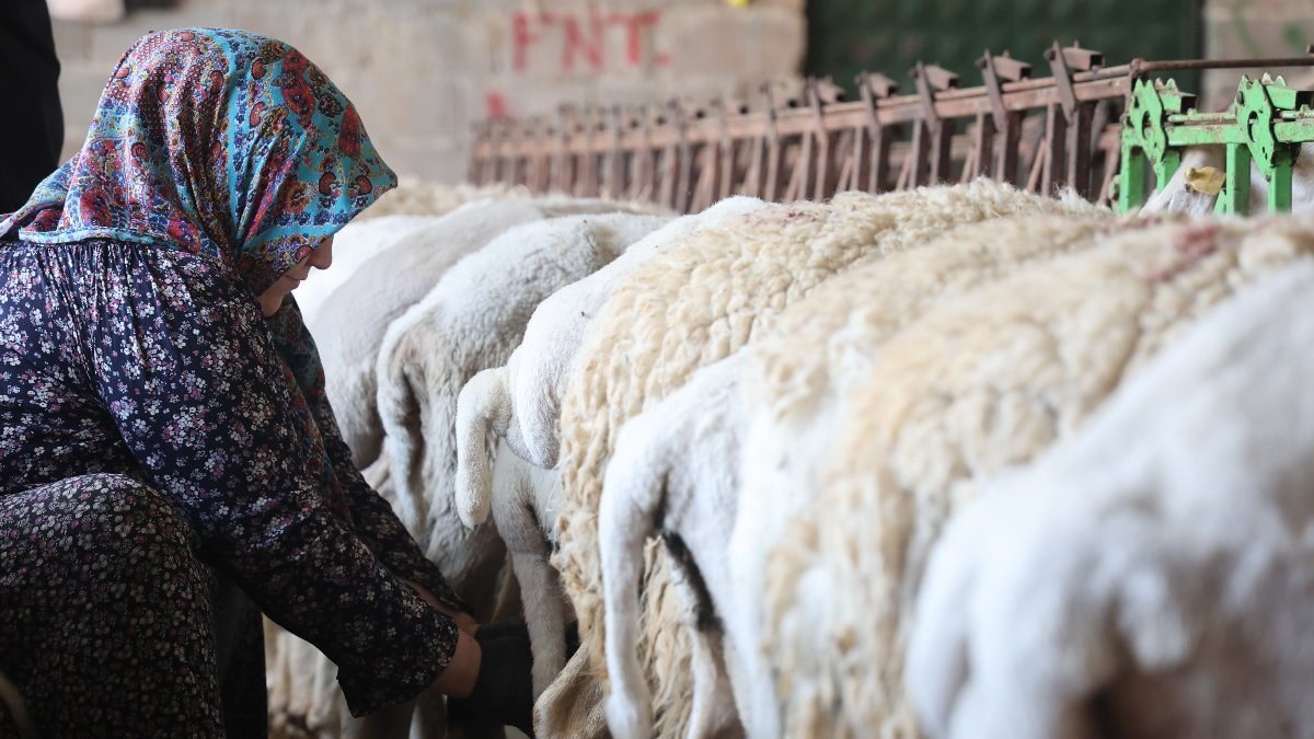 Konya'da elle sağılan süt, kadınların emeğiyle geçim kaynağına dönüşüyor