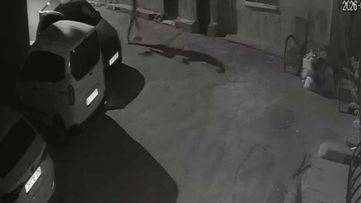 İzmir’de köpeğini tekmeleyen şahıs gözaltına alındı