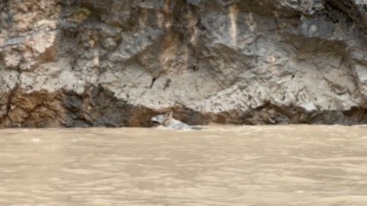 Erzincan’da kurtlarla yaban keçilerinin amansız mücadelesi kamerada