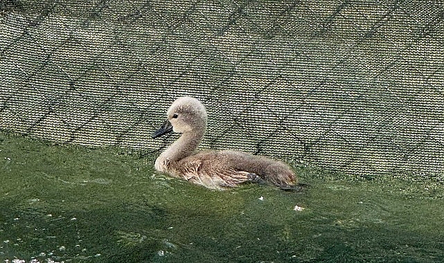 Başkent’in simgesi Kuğulu Park ‘parladı