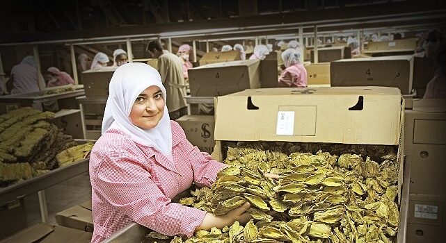 Tütün sektörü 7 yıl sonra ihracatta 1 milyar dolar sınırını aştı