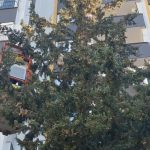 Adana’da köpekten kaçan kedi 3 gün ağaçta mahsur kaldı