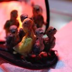 Antalya’da el konulan cennet papağanı yavruları, Doğal Yaşam Parkında hayata tutunuyor