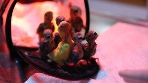 Antalya’da el konulan cennet papağanı yavruları, Doğal Yaşam Parkında hayata tutunuyor