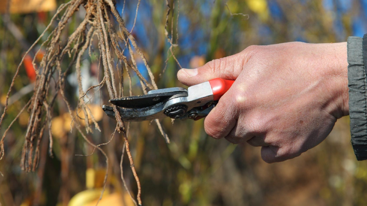 Aralık ayında bu yöntemi uygulayanlar, yazın kova kova kiraz topluyor