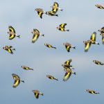 Bursa kırlarında saka kuşlarının dansı