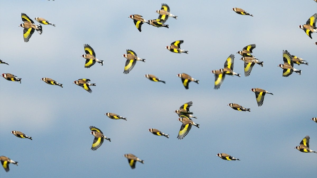 Bursa kırlarında saka kuşlarının dansı