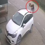 Bursa’da motokurye, kendisine saldıran sokak köpeğinden kaçarken kaza yaptı