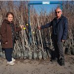 Büyükşehir, 3.600 Trabzon hurması fidanı dağıtıyor