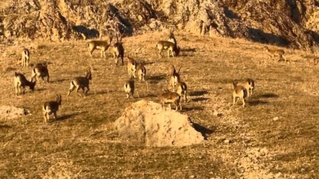 Elazığ’daki tarihi kalede dağ keçileri görüldü