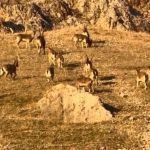 Elazığ’daki tarihi kalede dağ keçileri görüldü