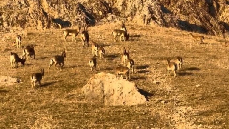 Elazığ’daki tarihi kalede dağ keçileri görüldü