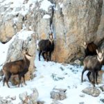 Erzincan Munzur’un beyaz zirvesinde şamualar görüntülendi