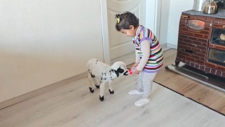 Erzincan’da annesinin istemediği kuzuya bakıyor