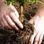 Evin bahçesine dikilmemesi gereken ağaçlar: Evin huzurunu kaçırıyor…