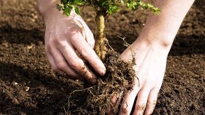 Evin bahçesine dikilmemesi gereken ağaçlar: Evin huzurunu kaçırıyor…