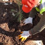 Gabar’da Petrolün Yanına Yeşil Dokunuş: 100 Bin Fidanlık Seferberlik