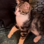 Gümüşhane’de yavru kedinin camide gülümseten oyunu