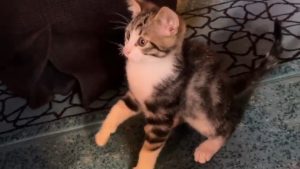 Gümüşhane’de yavru kedinin camide gülümseten oyunu