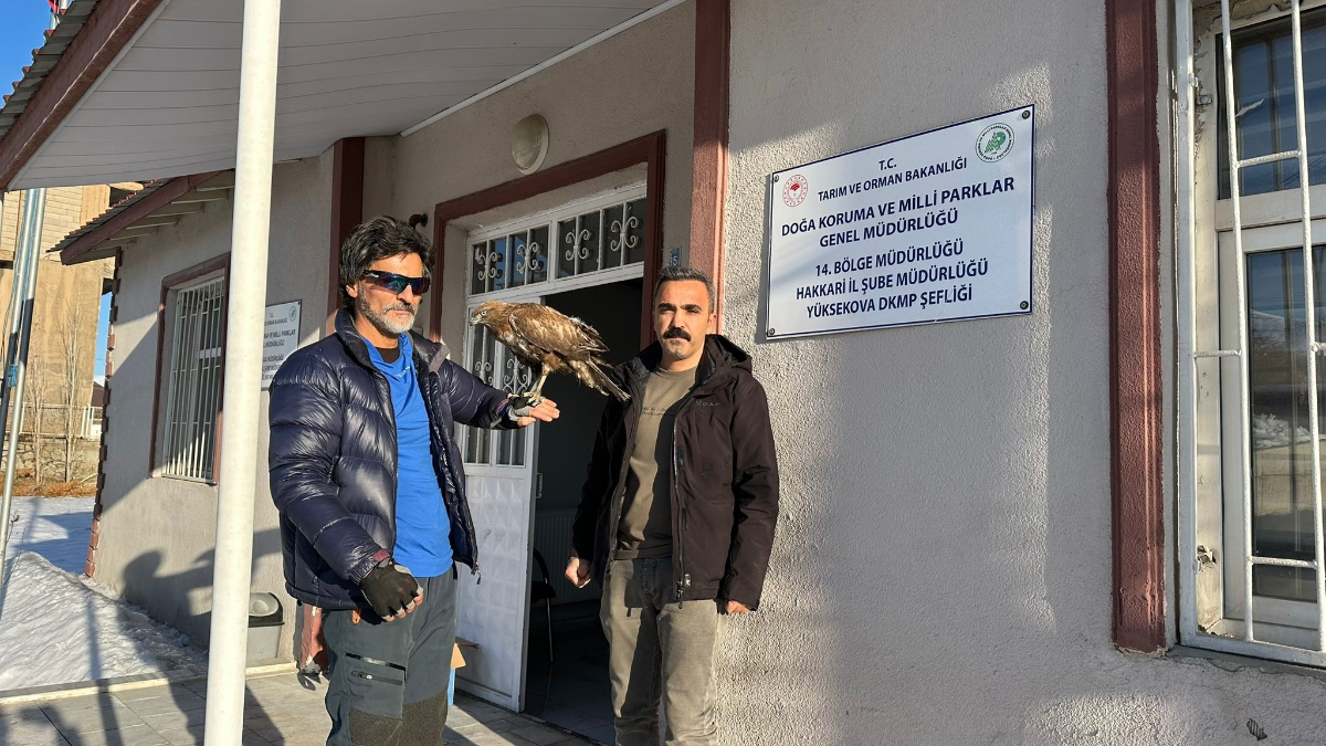 Hakkari’de geri dönen kızıl şahini ekiplere teslim etti