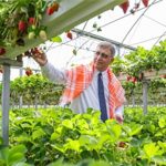 İzmir Büyükşehir Belediyesi üreticiye desteğini sürdürdü