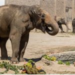 İzmir Doğal Yaşam Parkı’nın fillerine hayat kurtaran ayak bakımı