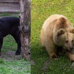 Jüliet ve Yumuk da artık İzmirli oldu