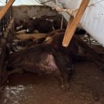 Karabük’te kar yükü faciası: Ahır çöktü, 7 büyükbaş telef oldu