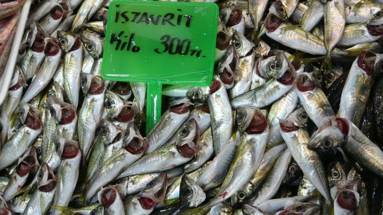 Karadeniz’deki av baskısı hamsi popülasyonunu göçe zorladı