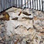 Kastamonu’da Zeus Tapınağı’nın taşları köy evlerinde yaşıyor