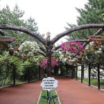 Keçiören’de Modern Serada Üretilen Çiçekler İlçeyi Süslüyor