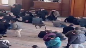Kocaeli’de cuma namazında camiye giren pitbull cinsi köpek sahibinden alındı
