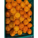 Mandalina ihracatı tarih yazıyor