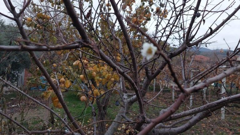 Manisa’da erik ağacı çiçek açtı