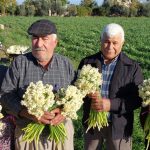 Mersin’de nergisler erken açtı