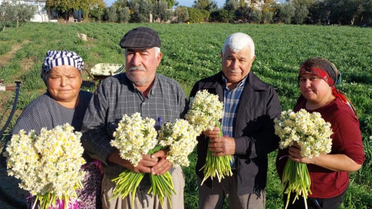 Mersin’de nergisler erken açtı
