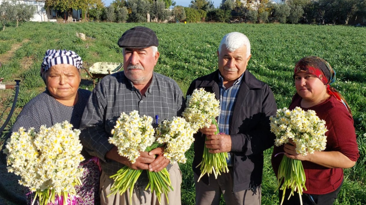 Mersin’de nergisler erken açtı