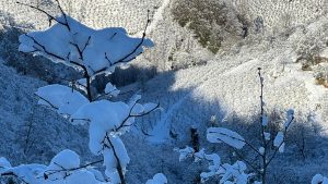 Ordu’da kar yağışı fındığa yaradı