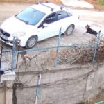 Ordu’da sahipsiz köpeklerin saldırdığı karaca telef oldu