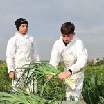 Osmangazi’de Pırasa Hasadıyla Doğallık Sofralara Taşınıyor