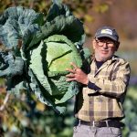 Osmaniye’de ata tohumu lahana, geçim kaynağı oldu