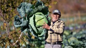 Osmaniye’de ata tohumu lahana, geçim kaynağı oldu