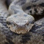 Osmanlı engereğinin yayılış haritası genişledi