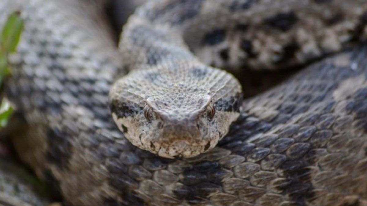 Osmanlı engereğinin yayılış haritası genişledi