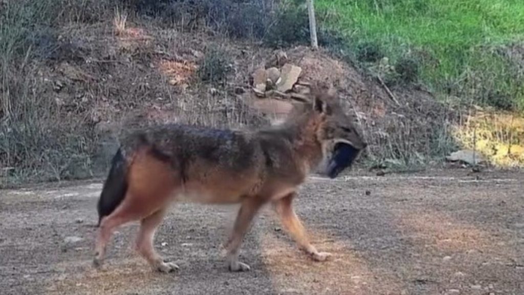 Tekirdağ’da ağzında domuz bacağı taşıyan çakal görüntülendi