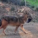 Tekirdağ’da ağzında domuz bacağı taşıyan çakal görüntülendi