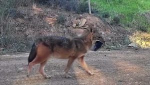 Tekirdağ’da ağzında domuz bacağı taşıyan çakal görüntülendi