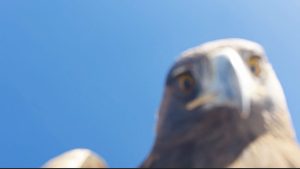 Tunceli’de kartalın havada kaptığı drone 6 saatlik tırmanışla kurtarıldı